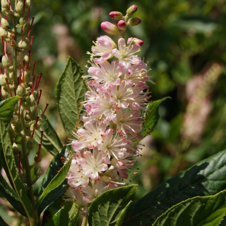 Schijnels Pink Spire