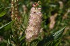 Sweet pepperbush Pink Spire