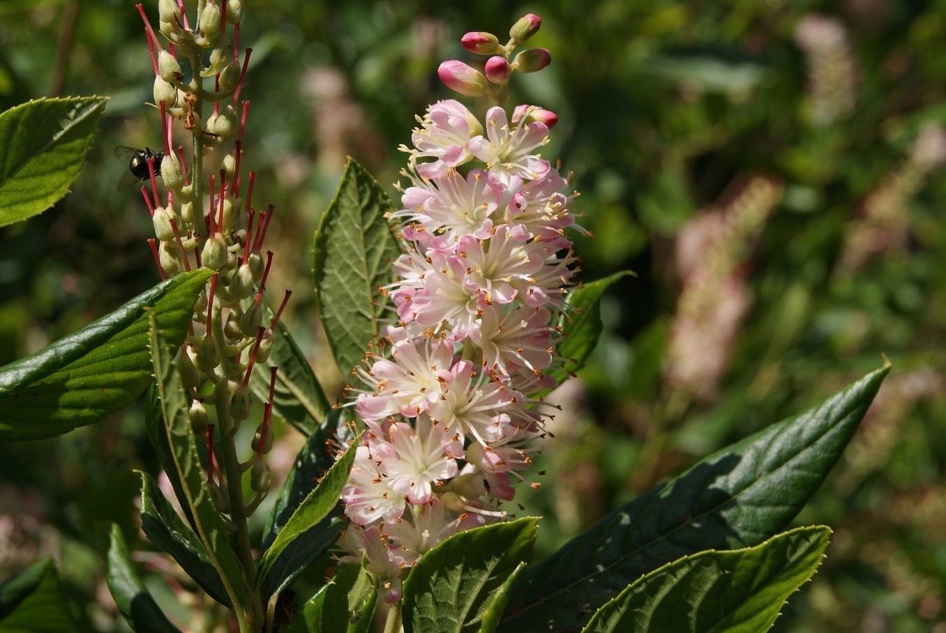 Clèthre à feuilles d'aulne Pink Spire