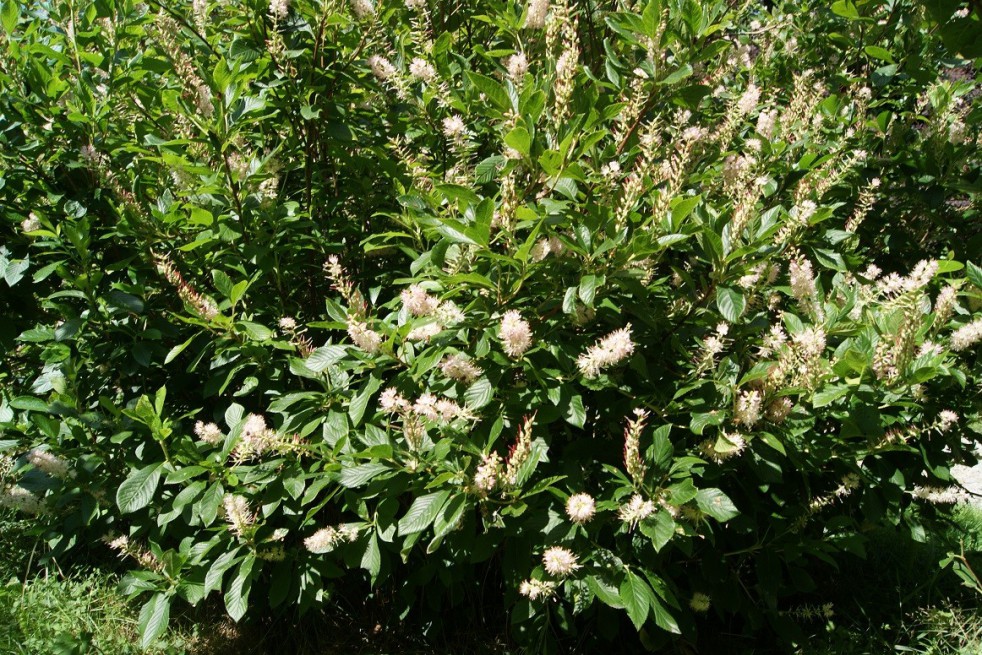 Sweet pepperbush Pink Spire