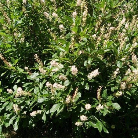 Sweet pepperbush Pink Spire