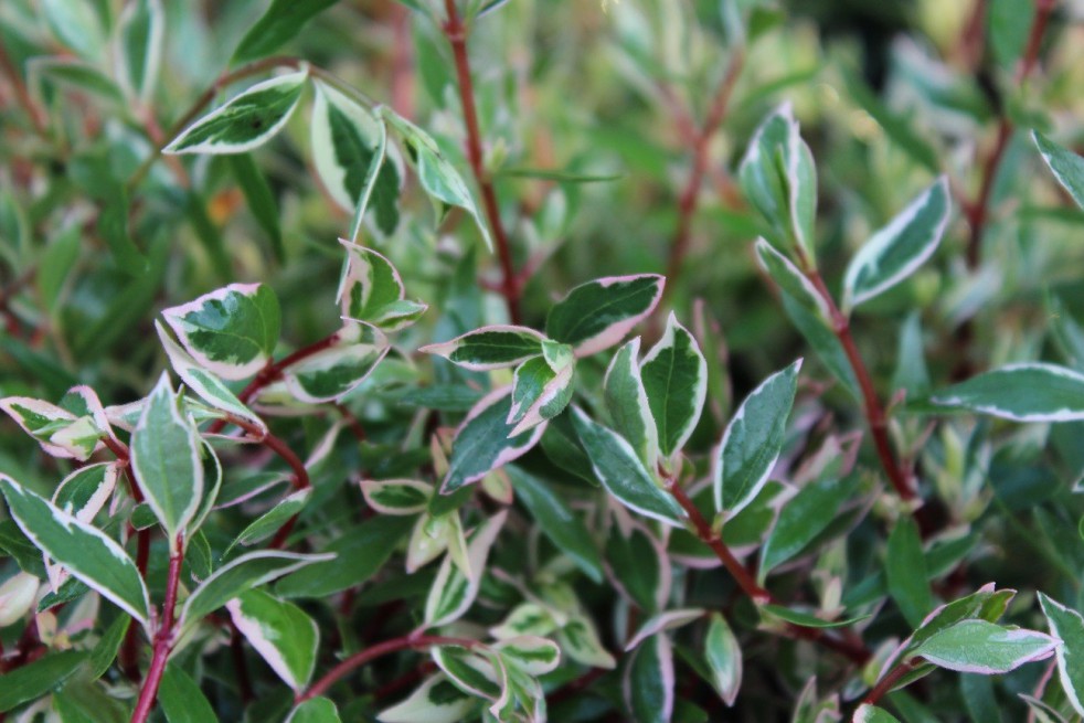 Variegated Abelia