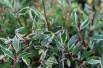 Variegated Abelia