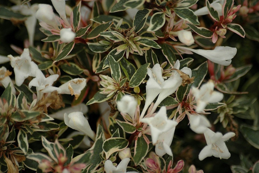 Variegated Abelia