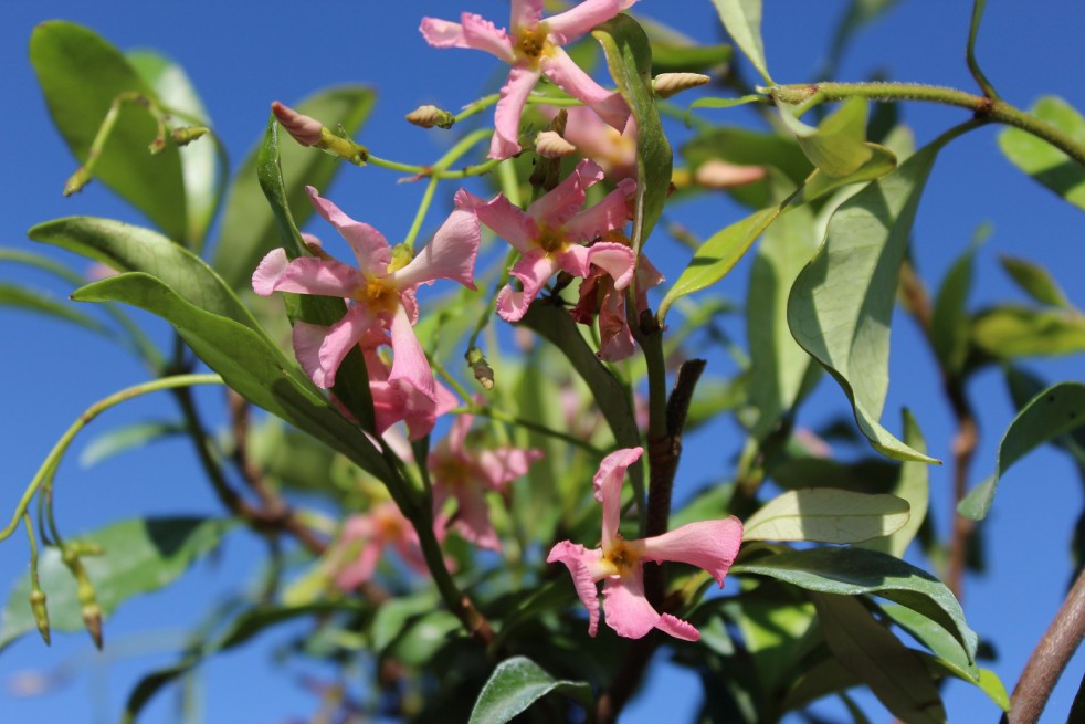 Pink Star Jasmine