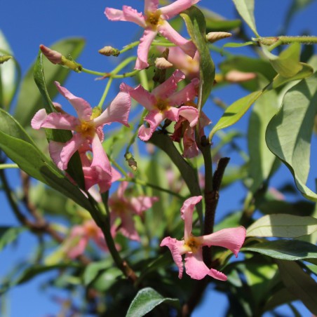 Jasmin étoilé rose