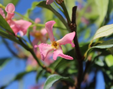 Jasmin étoilé rose
