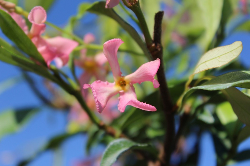 Pink Star Jasmine