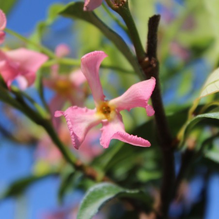 Pink Star Jasmine