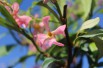 Pink Star Jasmine