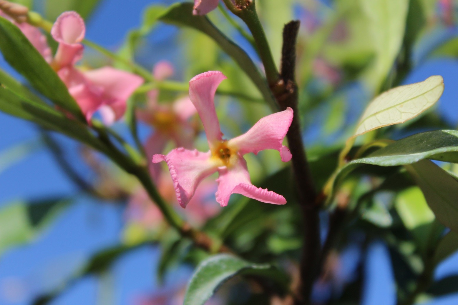 Roze Sterjasmijn