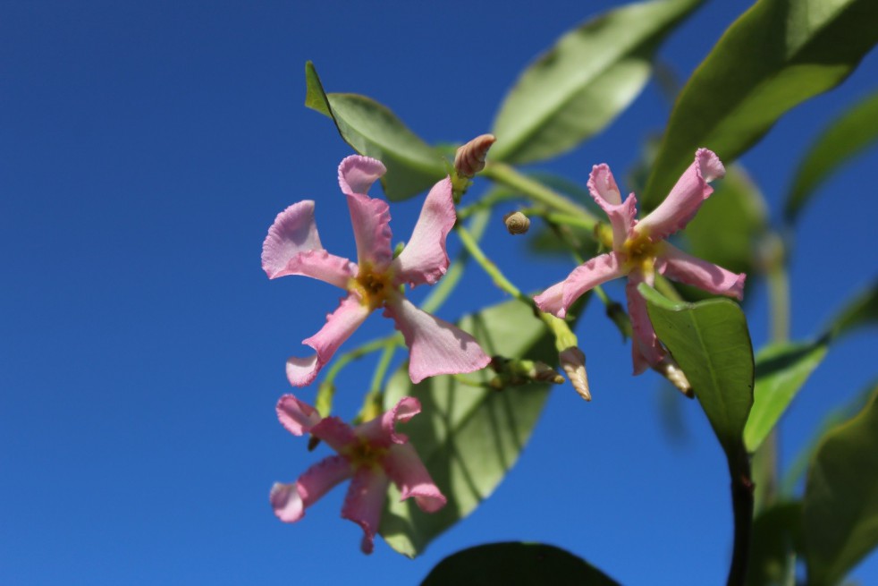 Pink Star Jasmine