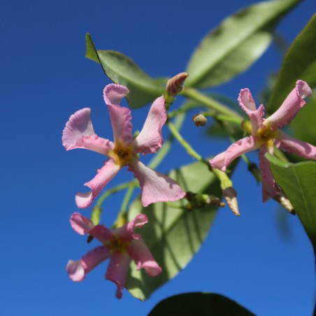 Pink Star Jasmine
