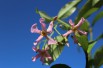Pink Star Jasmine