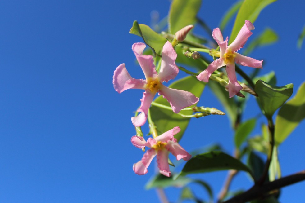 Pink Star Jasmine