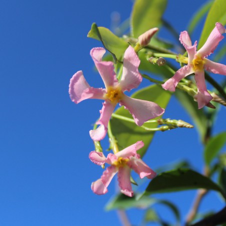 Jasmin étoilé rose