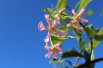 Pink Star Jasmine