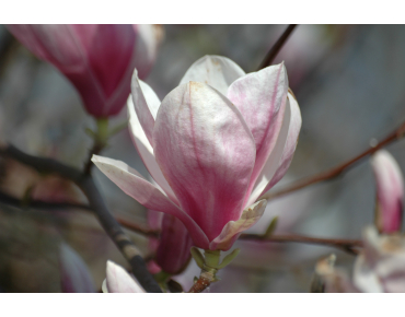 Magnolia de Soulange