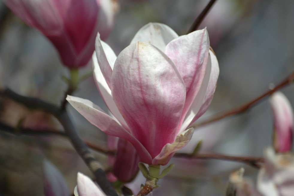 Gewone magnolia