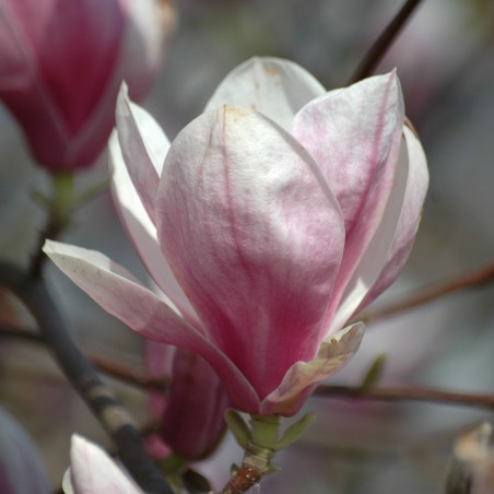 Saucer magnolia