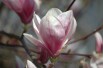 Saucer magnolia