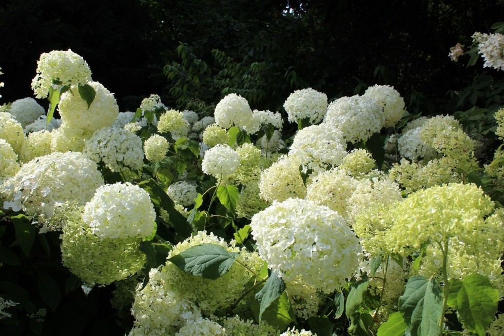 Sneeuwbal hortensia Annabelle