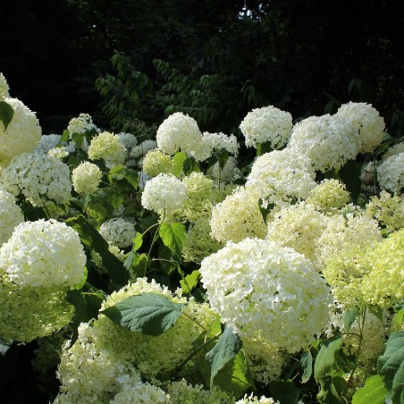 Annabelle Smooth Hydrangea