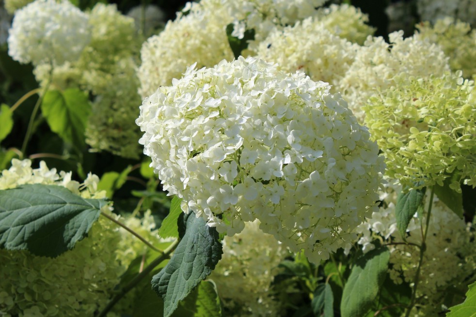 Sneeuwbal hortensia Annabelle