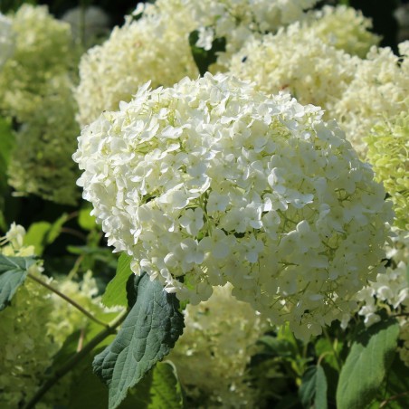 Hortensia de Virginie Annabelle