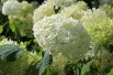 Annabelle Smooth Hydrangea