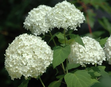 Hortensia de Virginie Annabelle