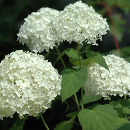 Sneeuwbal hortensia Annabelle