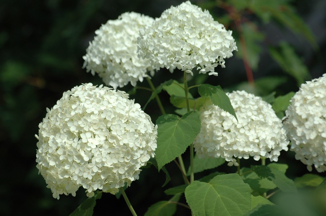 Sneeuwbal hortensia Annabelle - Hydrangea arborescens Annabelle