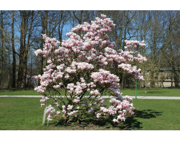 Magnolia de Soulange