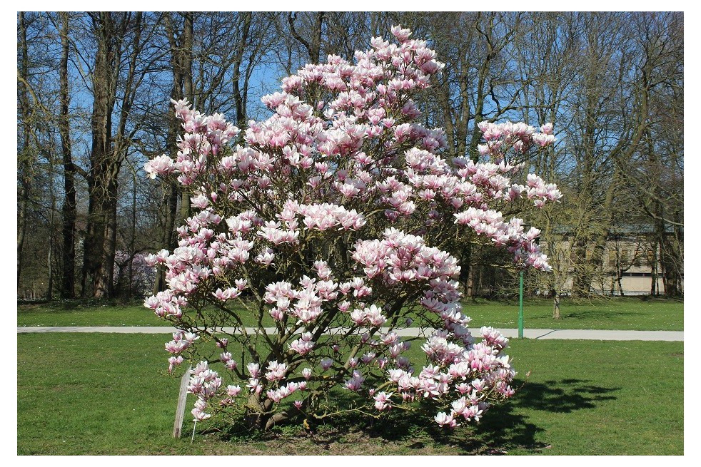 Saucer magnolia