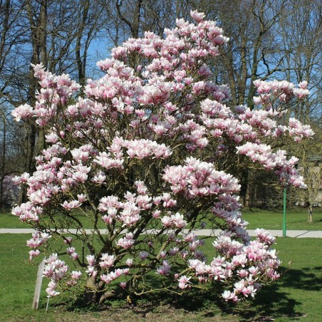 Gewone magnolia
