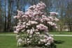 Saucer magnolia