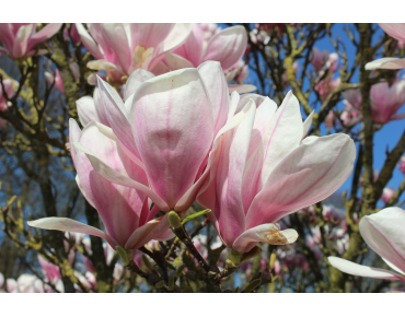 Magnolia de Soulange