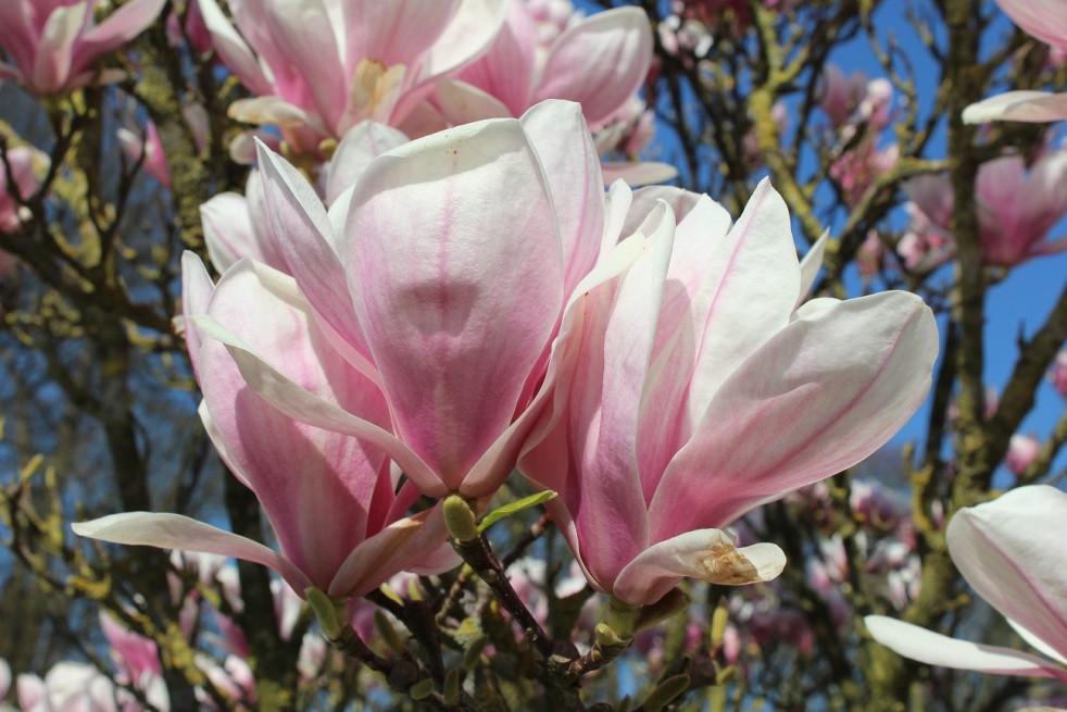 Magnolia de Soulange