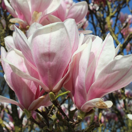 Gewone magnolia