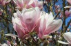 Magnolia de Soulange