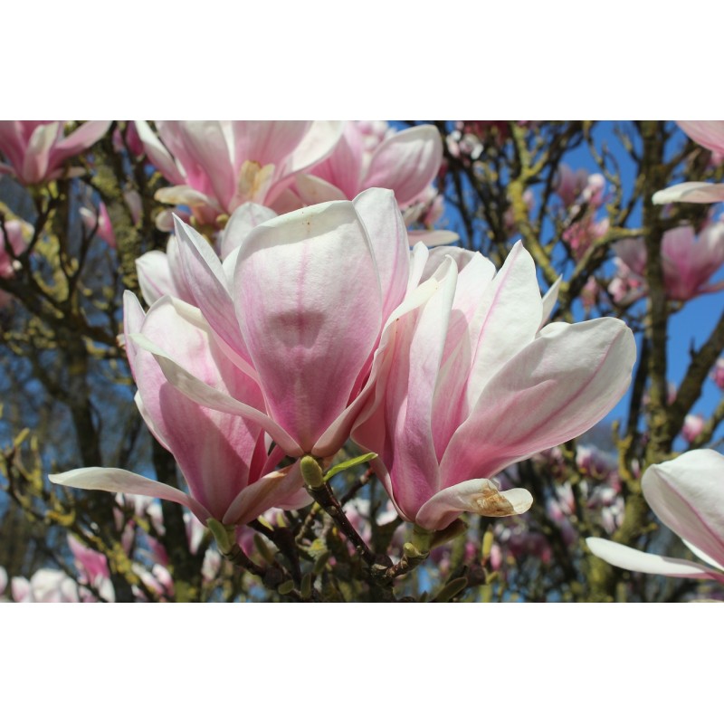 Saucer magnolia Magnolia Soulangeana