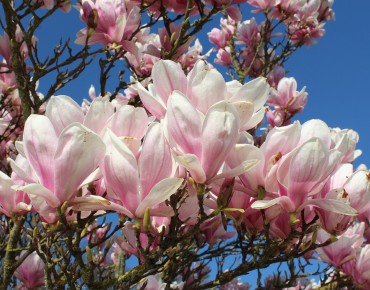 Magnolia de Soulange