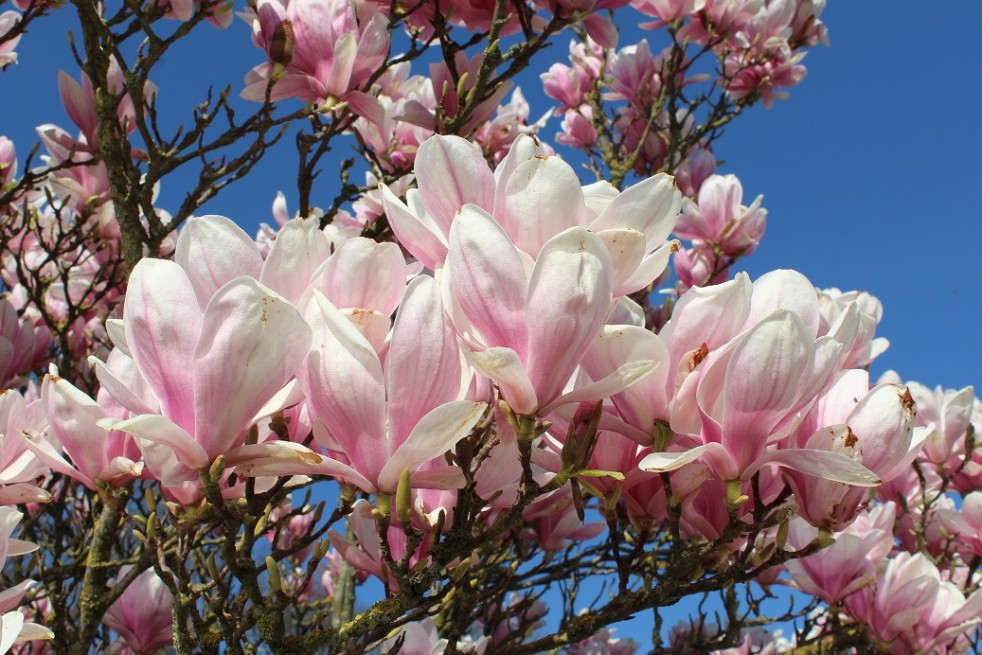Gewone magnolia