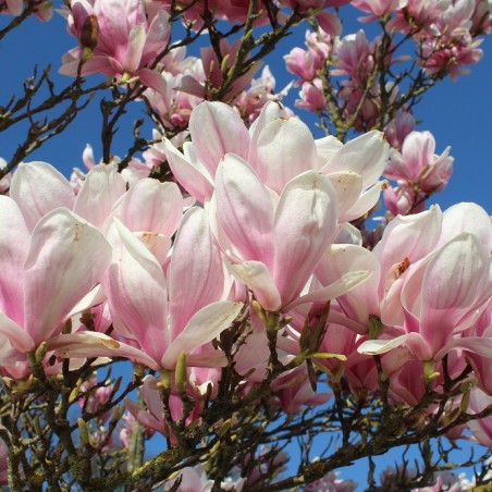 Magnolia de Soulange