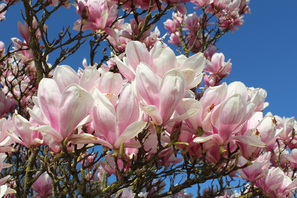 Magnolia de Soulange