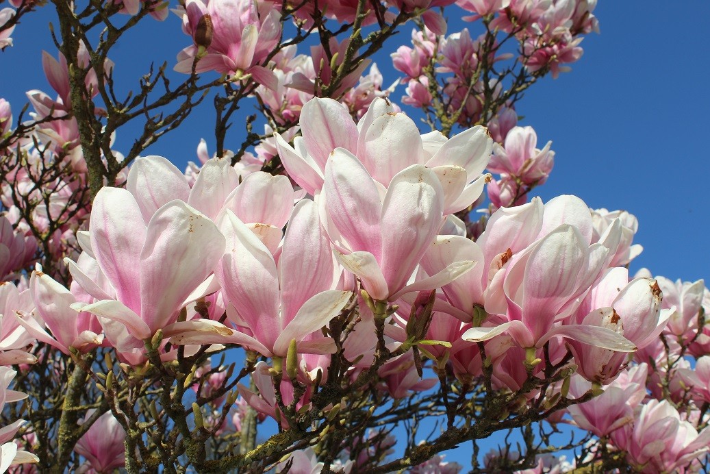 Tulpenmagnolie  - Magnolia Soulangeana