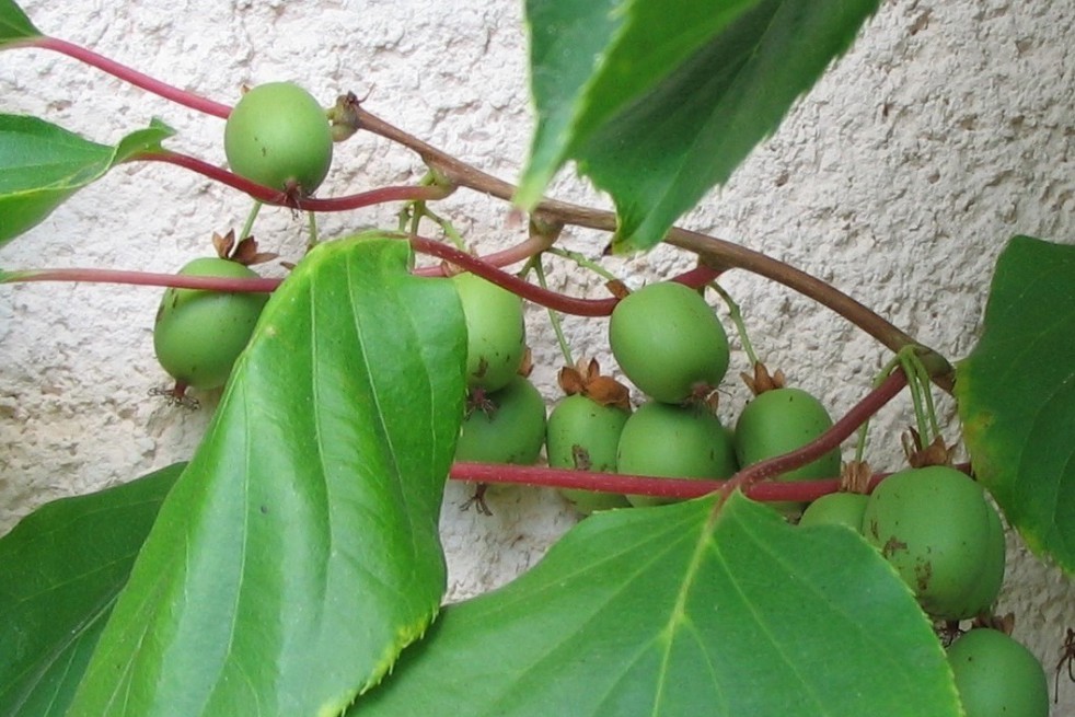 Kiwi de Sibérie Jumbo (photo:Björn Appel-license:https://creativecommons.org/licenses/by-sa/3.0/legalcode)