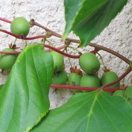 Jumbo hardy kiwi vine(photo:Björn Appel-license:https://creativecommons.org/licenses/by-sa/3.0/legalcode)