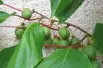 Jumbo hardy kiwi vine(photo:Björn Appel-license:https://creativecommons.org/licenses/by-sa/3.0/legalcode)